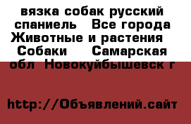 вязка собак русский спаниель - Все города Животные и растения » Собаки   . Самарская обл.,Новокуйбышевск г.